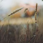 Wiesengräser Wiesengräser